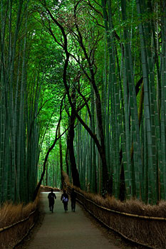 Arashiyama